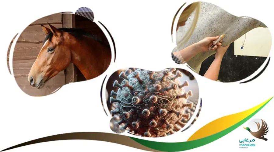 بهبود آنفولانزای اسب