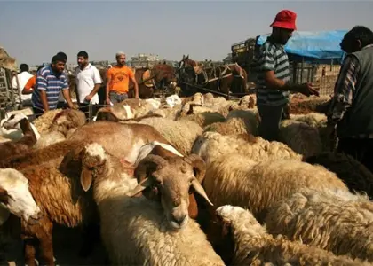  موافقت شورای تامین دام کشور با آغاز صادرات دام مازاد کشور