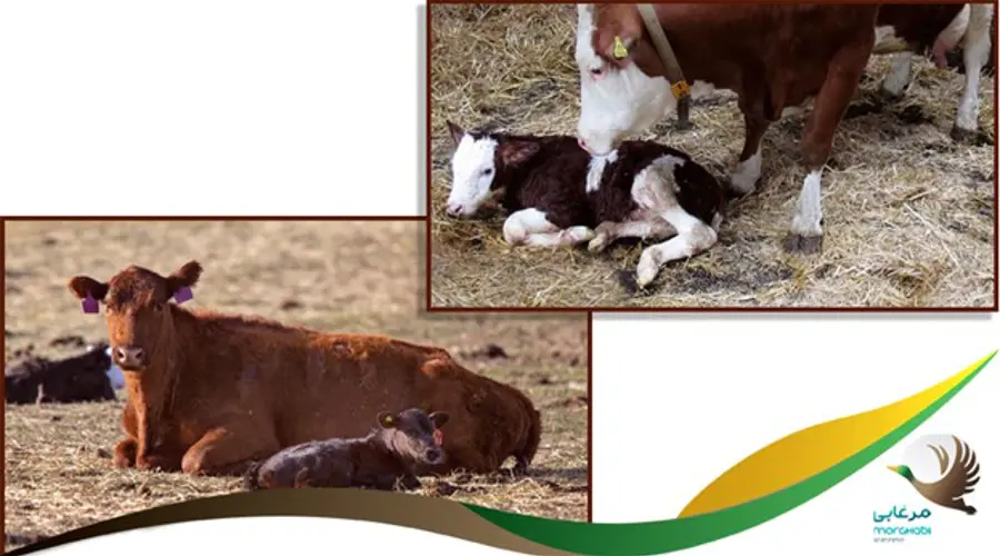 مراحل اصلی زایمان در گاوها و موارد مهم مرتبط با سخت زایی