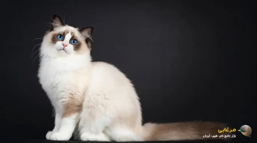 گربه رگدال