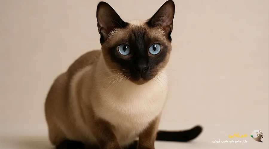 گربه اسنوشو