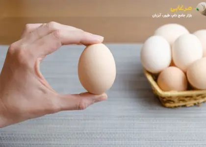 کدام سایز تخم مرغ بهتر است؟ درشت یا متوسط یا ریز
