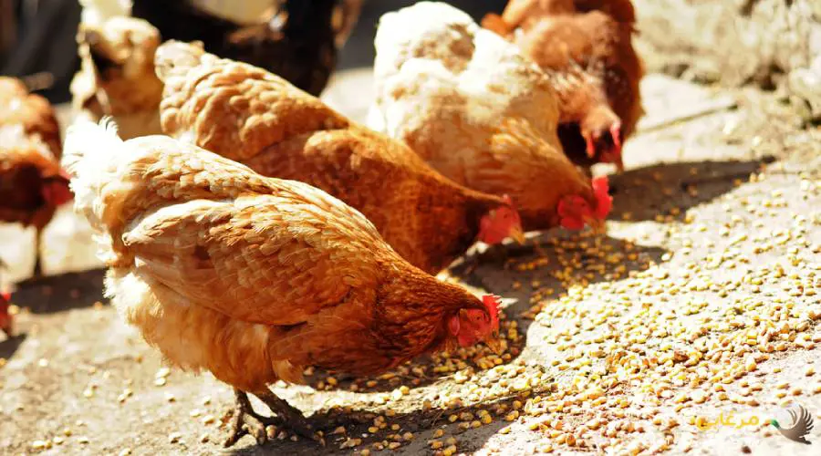 ذرت یکی از محصولات استراتژیک و اساسی کشاورزی است که در سبد غذایی جامعه بشری جایگاه ویژه ای دارد. این محصول کشاورزی که یکی از اعضای بسیار مهم خانواده تک لپه ای ها به شمار می رود، علاوه بر خوراک انسان در خوراک دام و طیور و صنایع مختلف و گوناگونی به عنوان ماده اولیه کاربرد دارد. قدمت کشت این محصول را می توان به درازای تاریخ بشر دانست که از اولین دوره های شروع انسان به کشاورزی و یک جانشینی کشت آن آغاز شده است. منابع مختلف مستندات آغاز کشت این محصول را در۷۰۰۰ تا ۱۰۰۰۰ سال قبل یافته اند که عمدتاً در بین قبایل سرخ پوست ساکن مرکز و جنوب مکزیک رایج بوده است.
