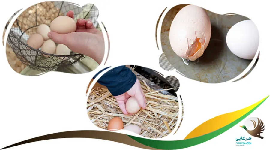 راه های جلوگیری از خوردن تخم مرغ توسط مرغ