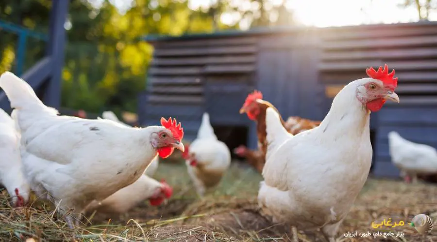 انواع کنسانتره های مرغ گوشتی