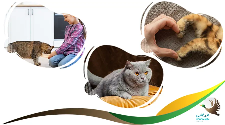 بهترین نژاد گربه آپارتمانی