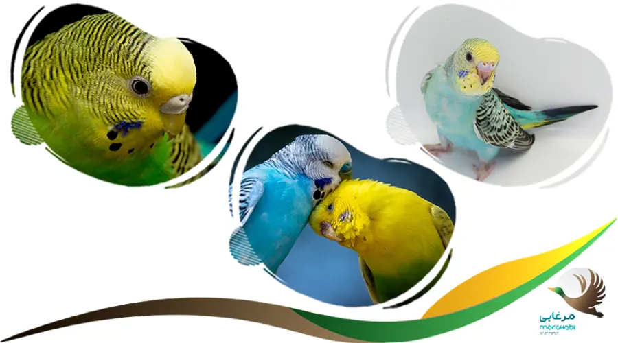 تشخیص دادن سن مرغ عشق