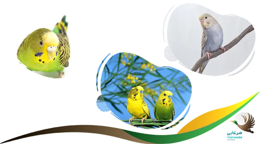 خطوط روی سر مرغ عشق