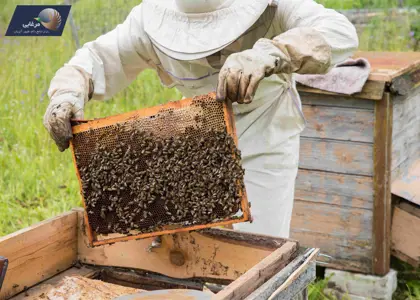 شرحی از انواع کندوهای زنبورعسل رایج در ایران و جهان به همراه اقلام اولیه لازم برای زنبورداری