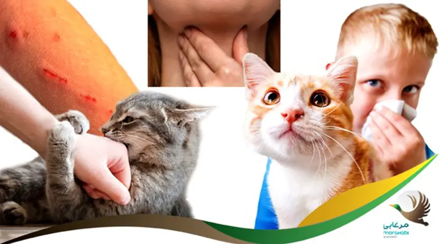 آیا موی گربه با باروری انسان و سلامت زنان آبستن ارتباطی دارد؟