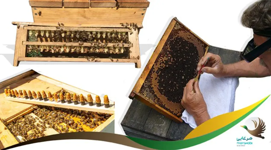 اهمیت ملکه زنبورعسل، دلایل و روش کلی پرورش ملکه توسط زنبورداران
