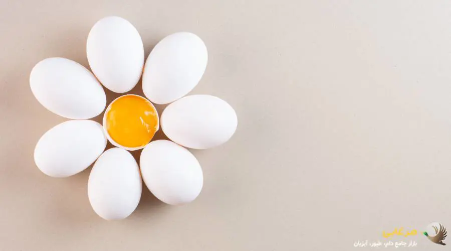 تخم مرغ آب پز بهترین میان وعده برای سگ