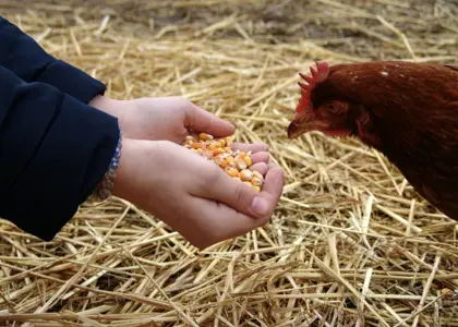 ذرت برای مرغ و طیور: تاریخچه، اهمیت و ارزش غذایی