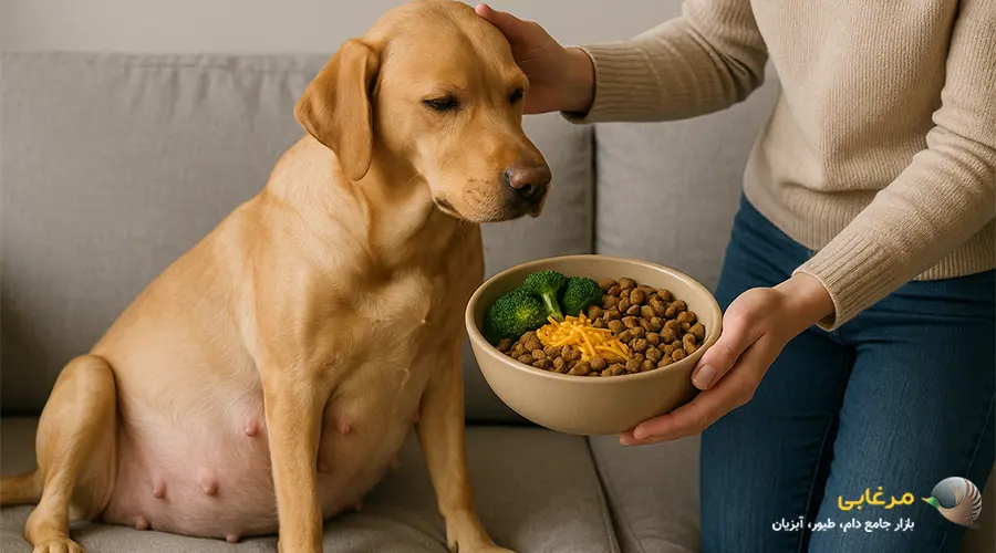 بهترین نوع غذا برای سگ باردار