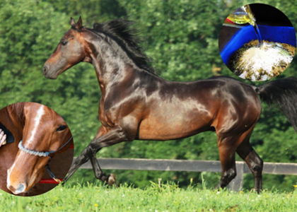 7 عامل موثر در سلامت و درخشش پوست اسب