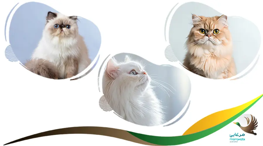 بهترین نژاد گربه آپارتمانی، پرشین