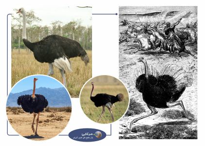 ۵ نژاد اصلی شترمرغ اهلی، شرایط و ضروریات پرورش شترمرغ در ایران و جهان   