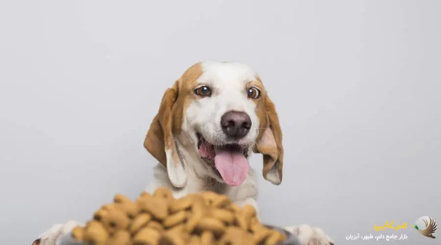 نکات مهم هنگام مصرف میان وعده برای سگ