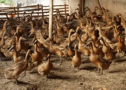 بهترین نژاد اردک تخمگذار (بررسی 9 نژاد برتر)