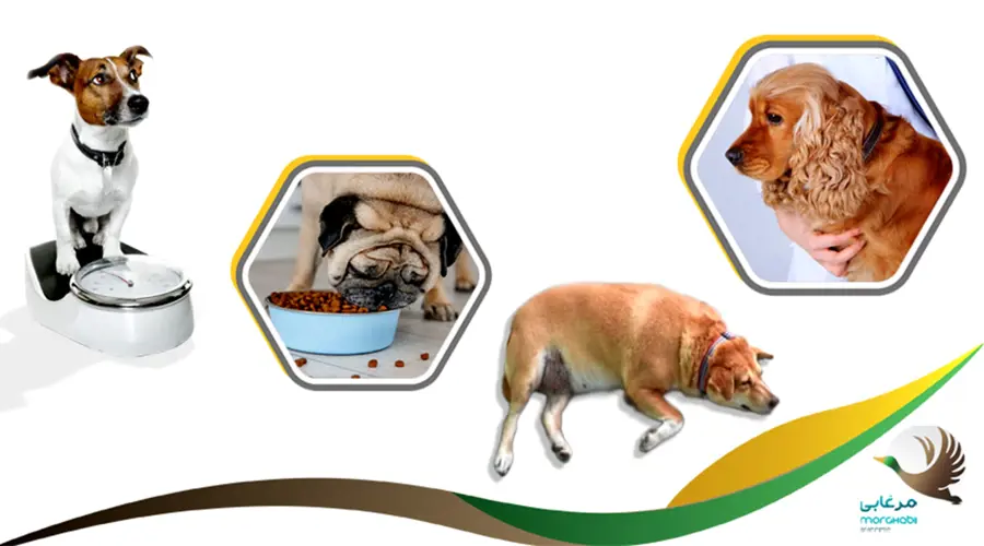 3 اصل اساسی تغذیه سگ ها، سایر اصول و نکاتی مهم پیرامون آن