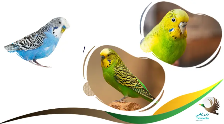 نوار متصل به پای مرغ عشق