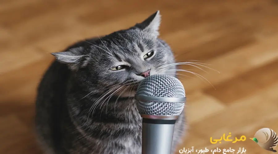 تن صدا هنگام حرف زدن با گربه ها