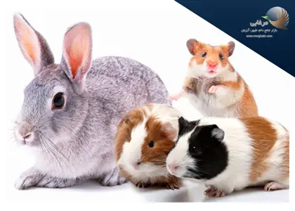 انواع جوندگان رایج به عنوان حیوان خانگی (همستر، چین چیلا، خرگوش و...) و ملزومات اولیه نگهداری از آنها