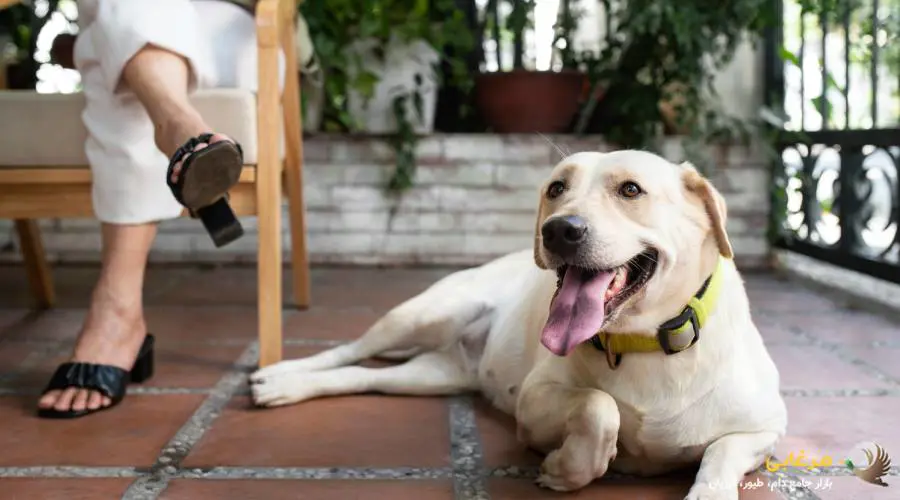 موز، بهترین میان وعده برای سگ