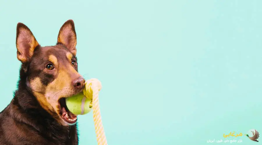 نحوه مصرف میان وعده برای سگ
