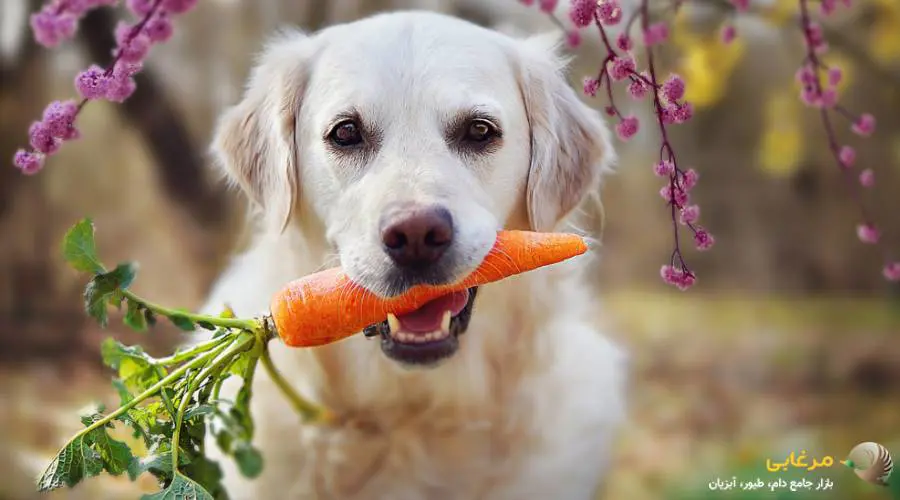 هویج، بهترین میان وعده برای سگ