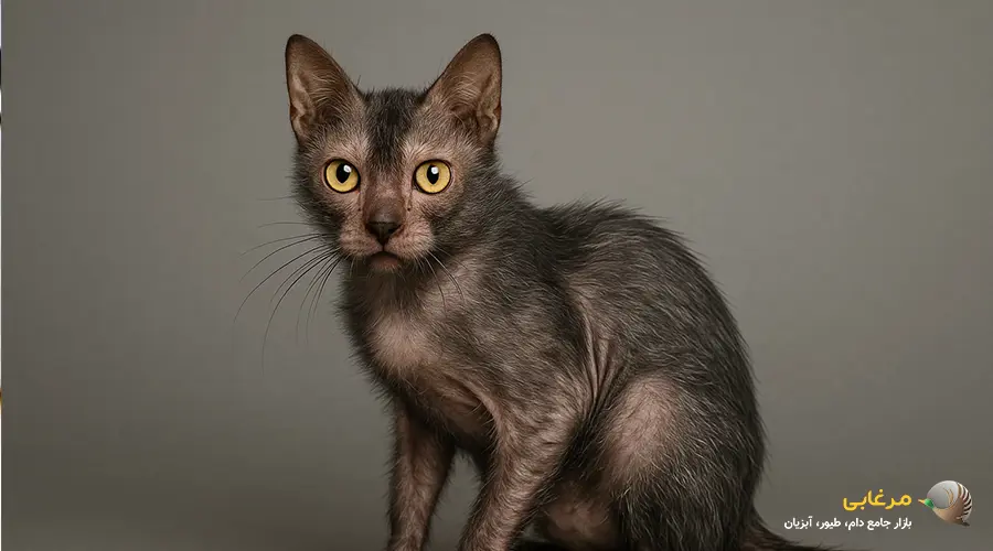 گربه کالرپوینت مو کوتاه
