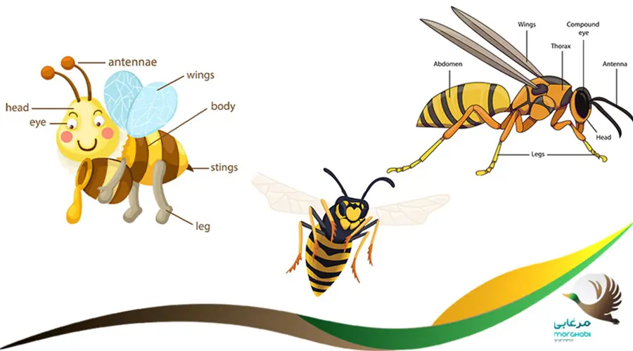 زنبور عسل و دیگر زنبورها