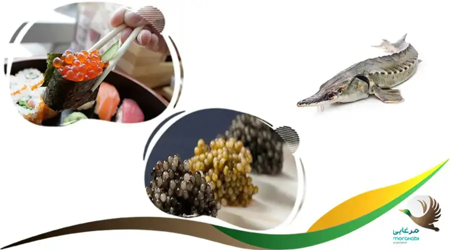 خواص خاویار برای سیستم ایمنی زنان