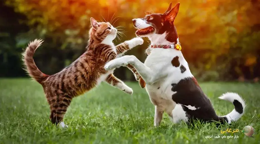 تفاوت های رفتاری سگ و گربه