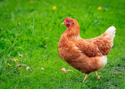 چرا باید به فکر افزایش وزن مرغ باشیم؟