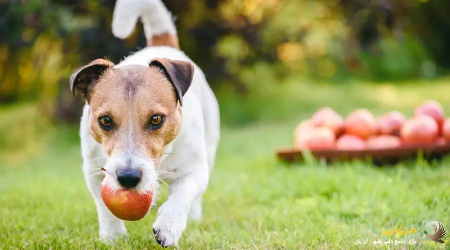 سیب، بهترین میان وعده برای سگ