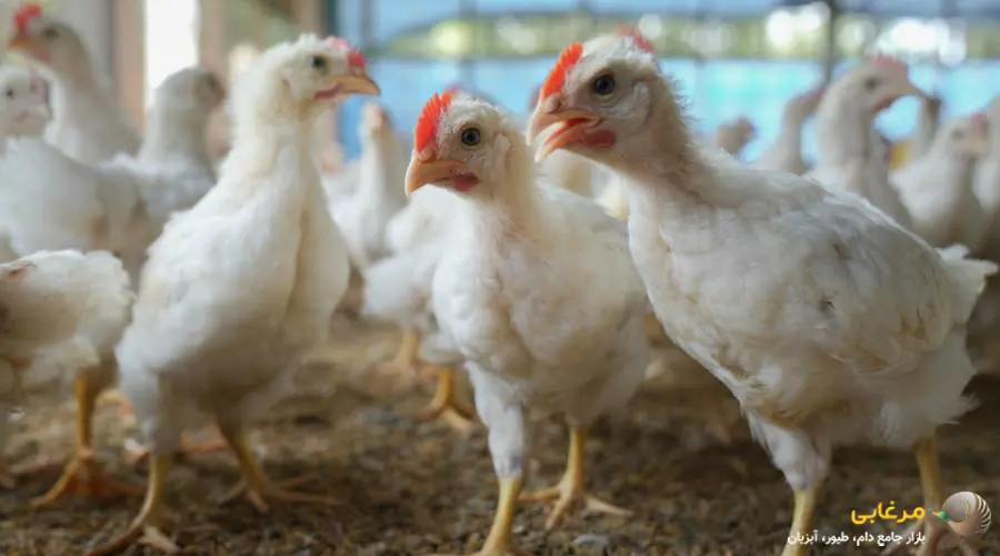 مزایای کنسانتره طیوری