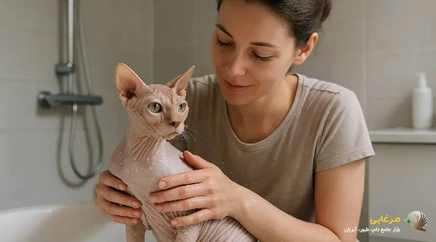 نحوه شستن گربه نژاد اسفینکس