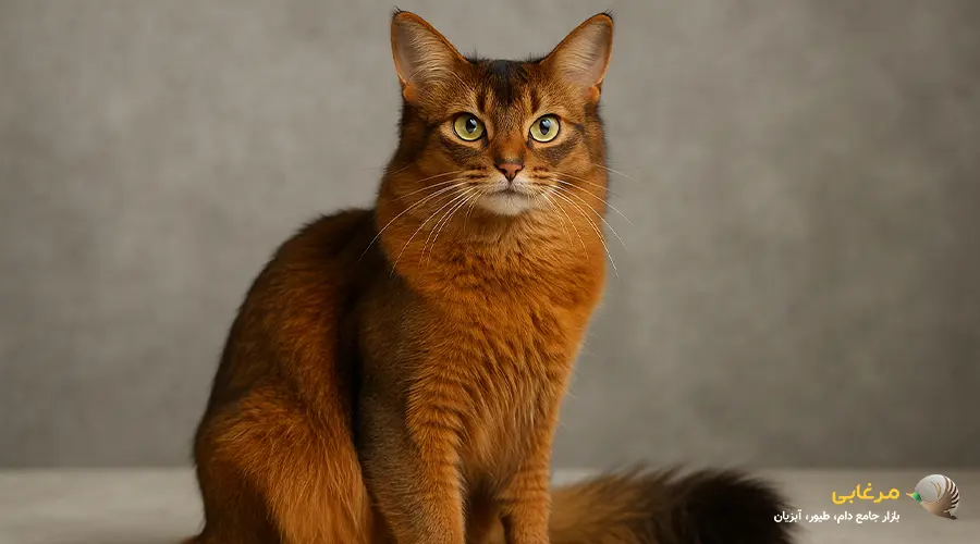 گربه سلکرک رکس