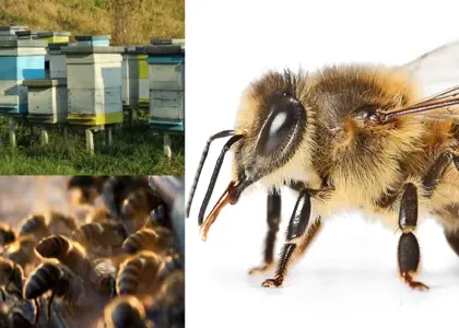 بیماری های شایع در زنبورعسل و خدمات درمانی رایج برای زنبورعسل