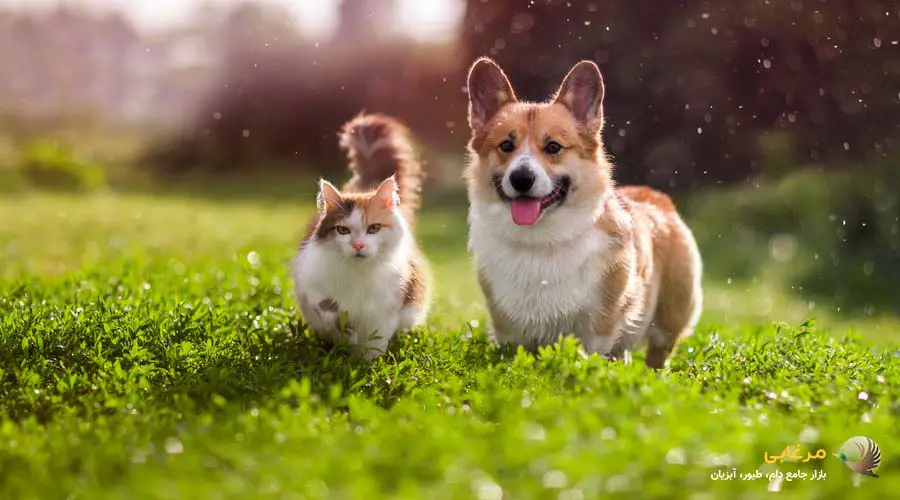 فضای اختصاصی برای سگ و گربه