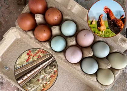 بهترین نژاد مرغ تخم گذار در ایران کدام است؟