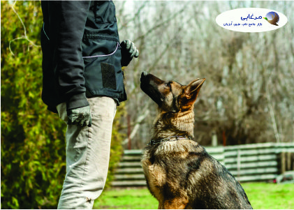 5 نکته اساسی در تربیت و پرورش سگ گارد یا محافظ و سایر الزامات آن  