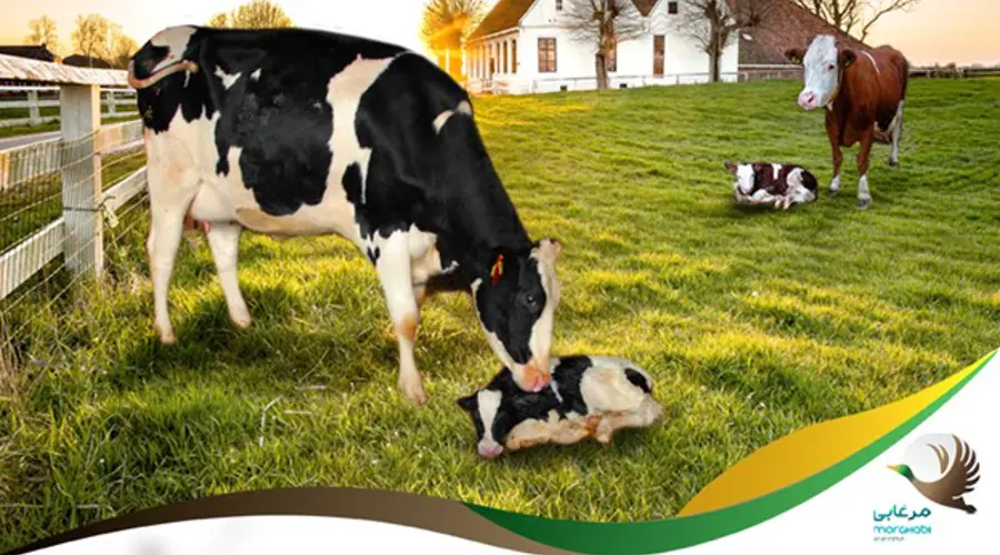 مراحل اصلی زایمان در گاوها و موارد مهم مرتبط با سخت زایی
