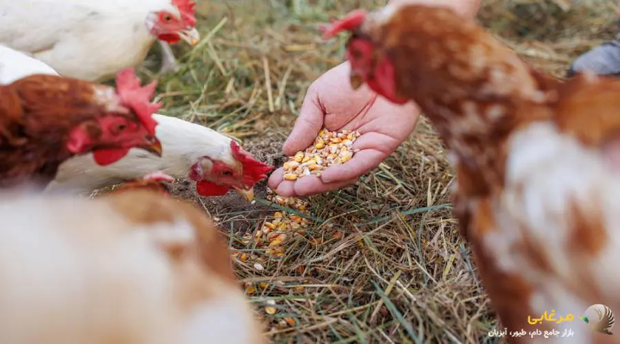 معایب کنسانتره طیوری