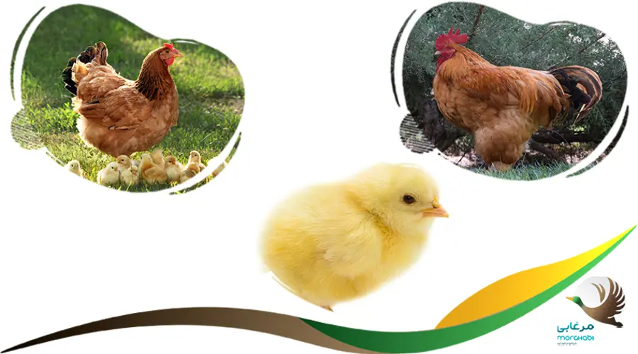 تشخیص جنسیت جوجه رنگی