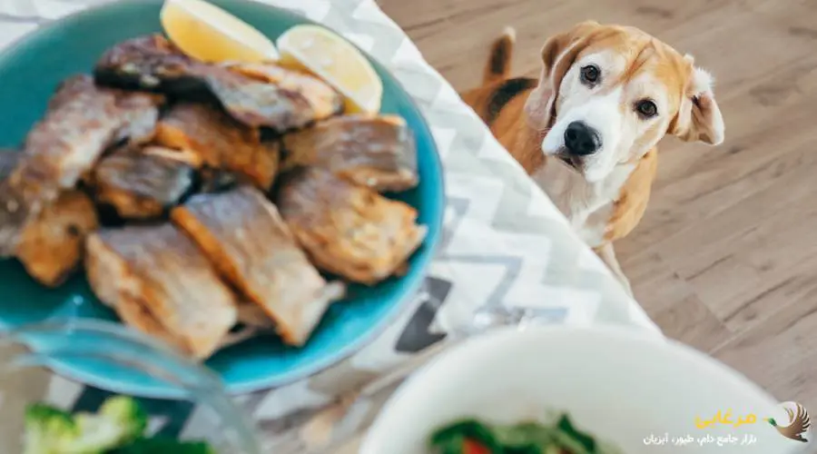 ماهی سالمون، بهترین میان وعده برای سگ