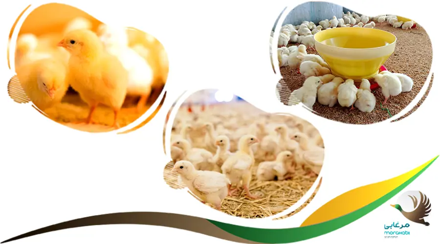 برای رشد سریع جوجه مرغ چه باید کرد