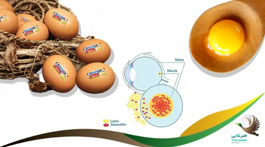 خواص مفید لوتئین و تولید تخم مرغ های غنی از لحاظ لوتئین