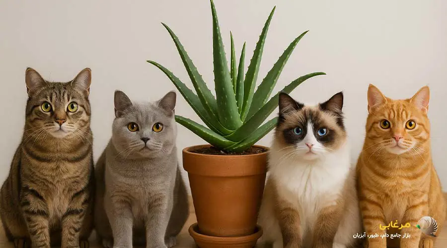 گیاهان سمی برای گربه